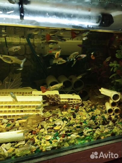 Аквариумные рыбки гуппи микс