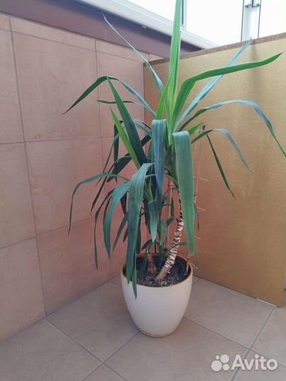 Пальма юкка