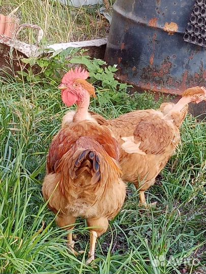 Курица и петух голошейки 4 месяца
