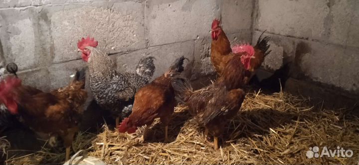 Молодые Петушки-красавцы