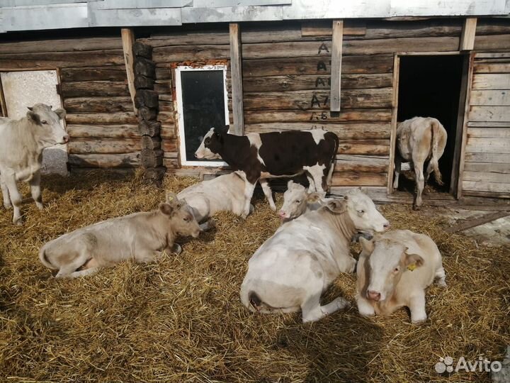 Бычки и телки