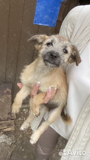 Щенок мальчик