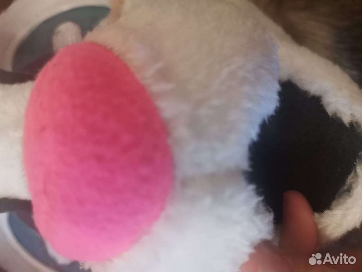 Фурсьют кот