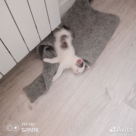 Котенок - девочка в добрые руки