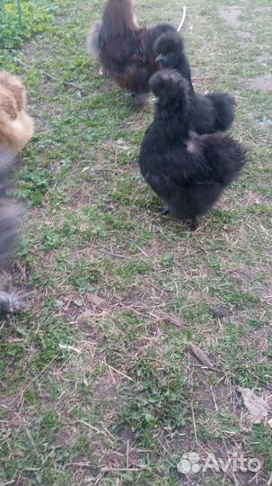 Китайские шелковые куры