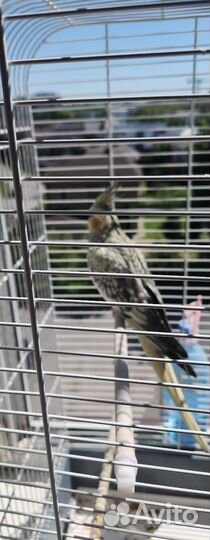 Попугай корелла самка 1.5года