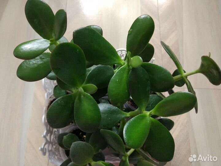 Толстянка (денежное дерево, крассула)