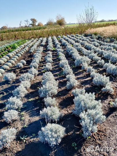 Саженцы плодовых деревьев и декоративных