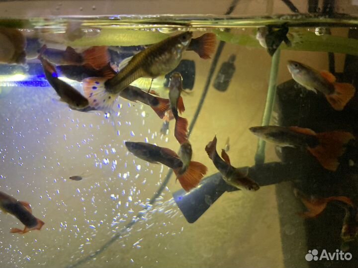 Аквариумные рыбки гуппи