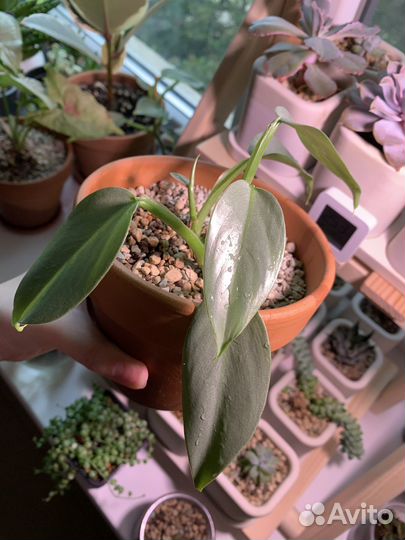 Филодендроны