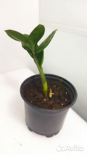 Замиокулькас зензи