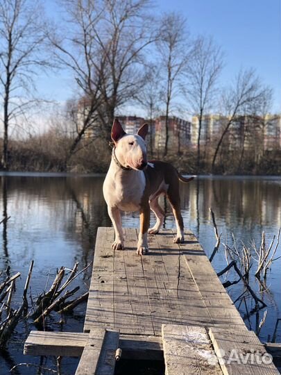 Бультерьер вязка