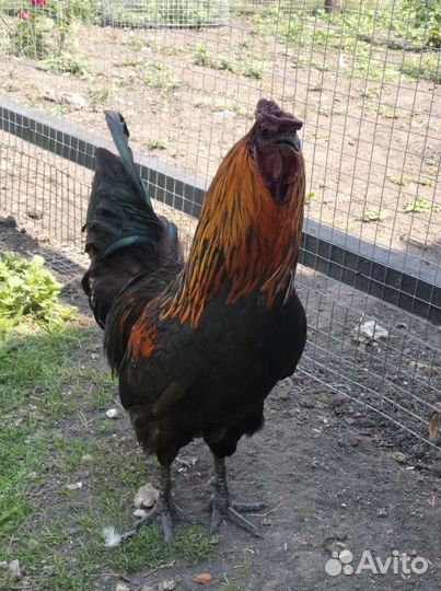 Петух Ухейилюй, Амераукан