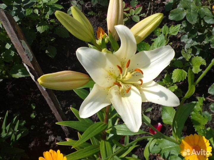 Лилии петуньи садовые и домашние цветы