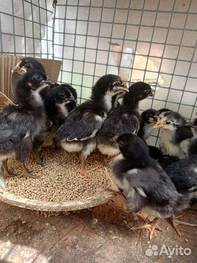 Испанская Минорка яичная порода