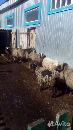Бараны,овцы