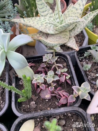 Суккуленты, наборы, минисадики