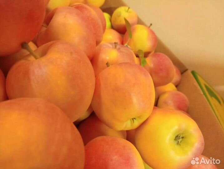 Яблоки оптом