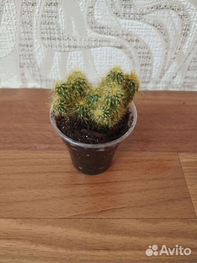 Кактус скалистый цереус