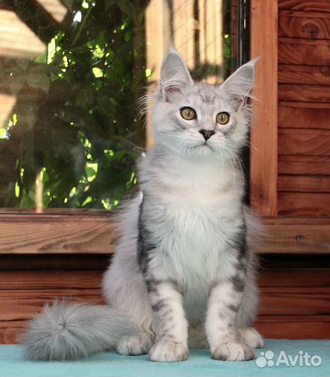 Котенок серебряный