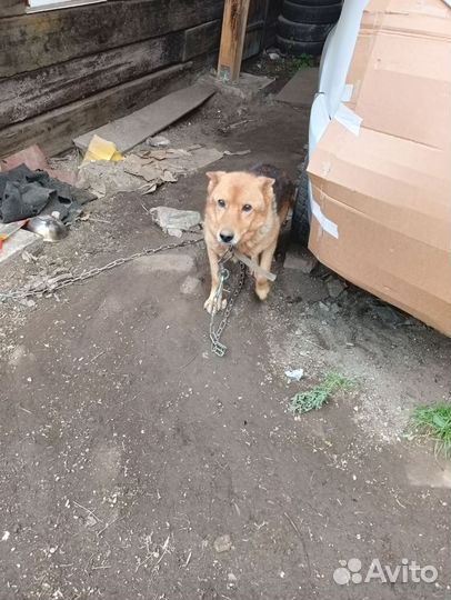 Собаки бесплатно