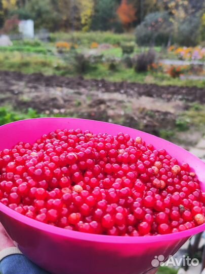 Калина ягода цена за 1л