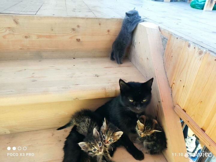 Котята в добрые руки