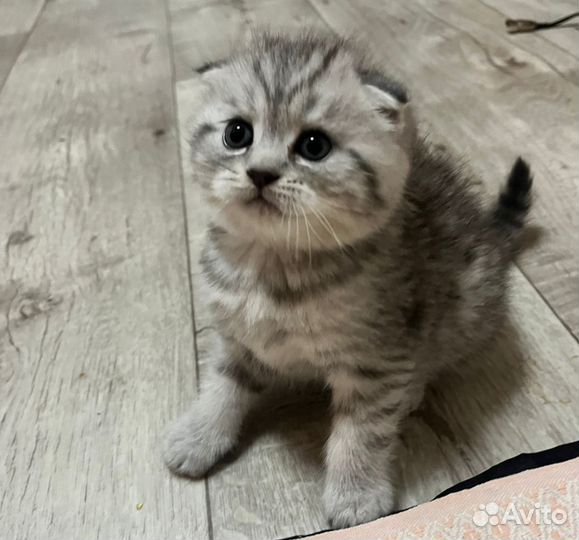 Шотландская