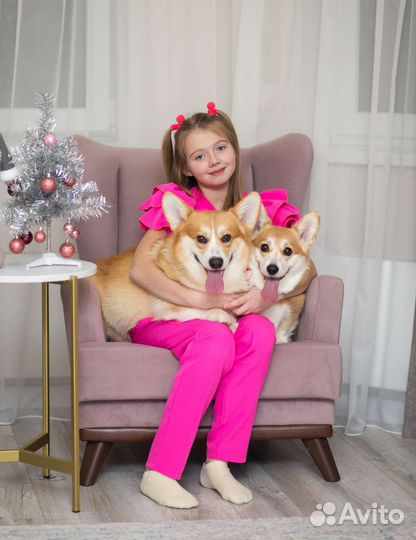 Фото сессия, праздники с королевскими корги