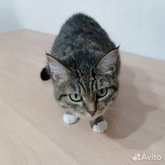 Кошка в добрые руки