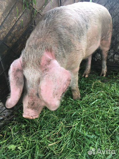 Хряк ландрас