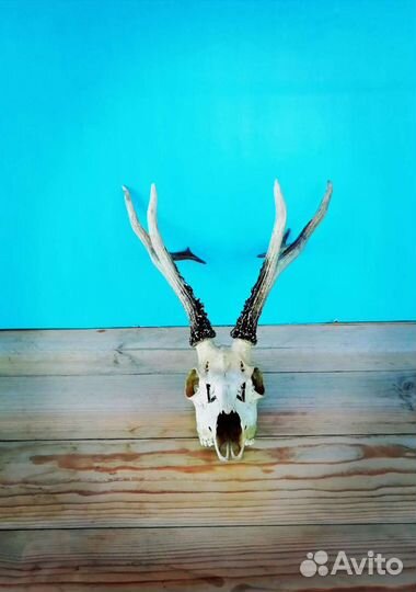 Рога касули