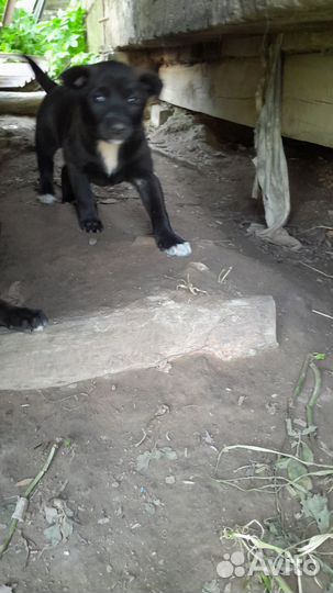 Щенки 2 месяца