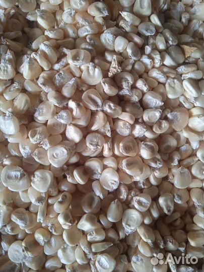 Белая кукуруза