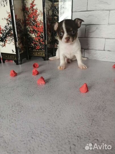 Щенки чихуахуа