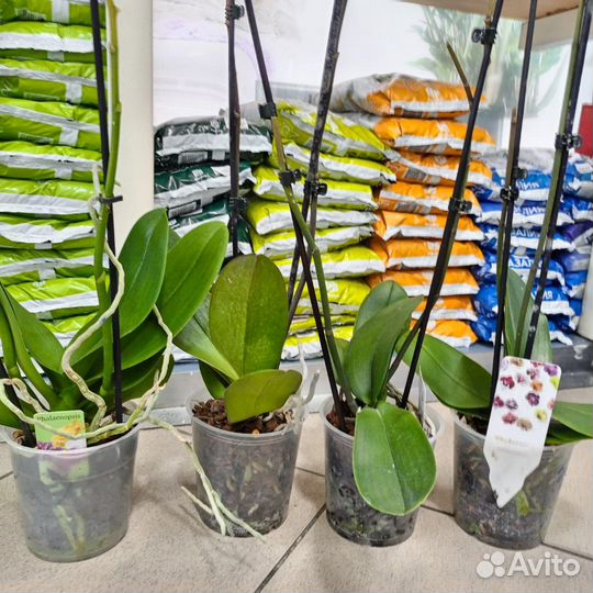 Дендробиум фаленопсис