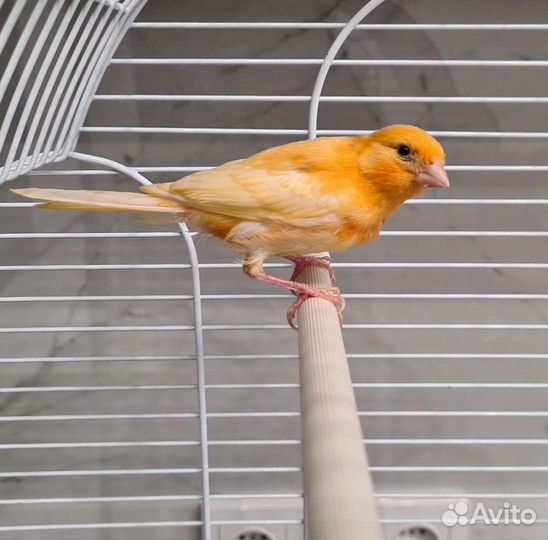 Птенцы поющего кенора