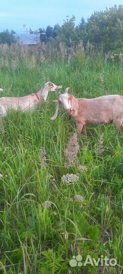 Козочка нуб-камори