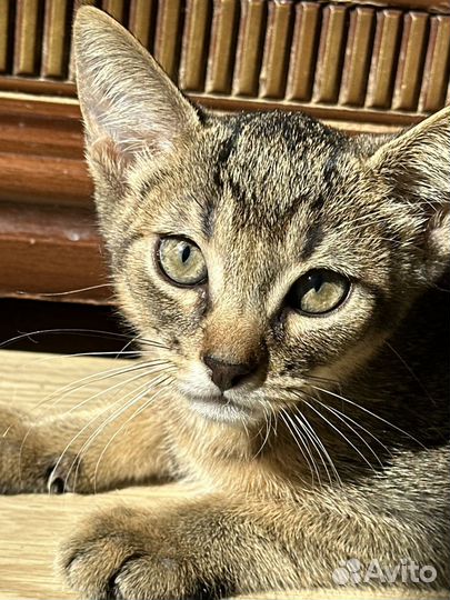 Абиссинец на 50% котенок