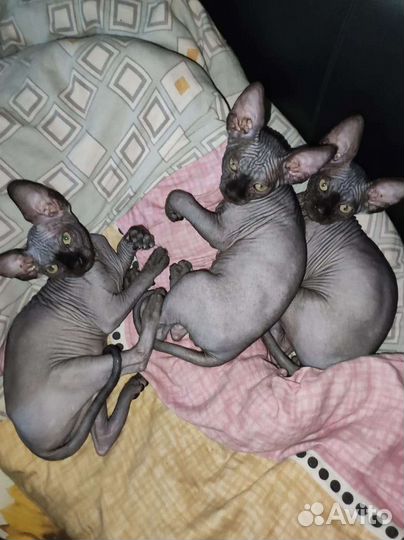 Канадский сфинкс