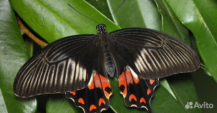 Детская Миниферма Тропических бабочек д/ф-3