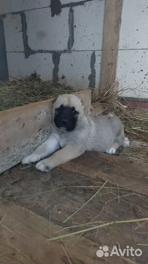 Продажа щенков алабая