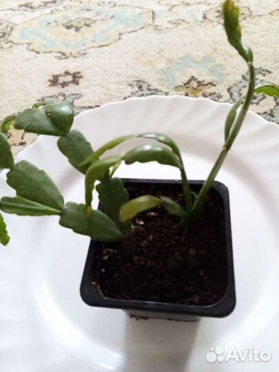 Комнатные цветы