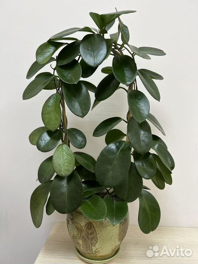 Хойя взрослая