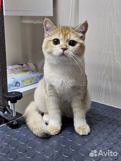 Стрижка кошек