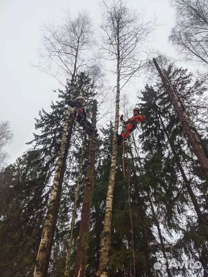 Спил и удаление деревьев