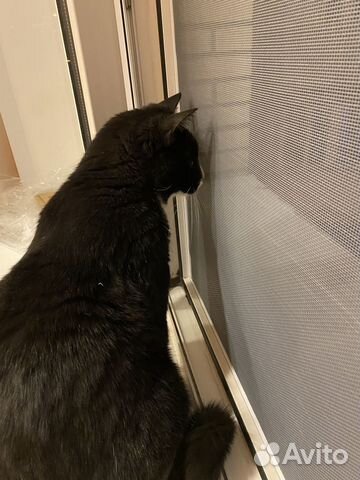 Москитные сетки Антикошка, Антипыль,Стандарт