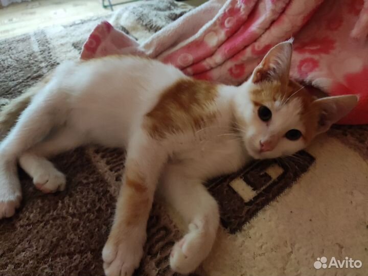 Отдам котят