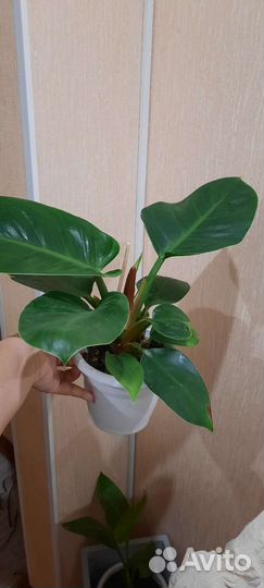 Комнатные растения