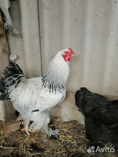 Молодые петухи